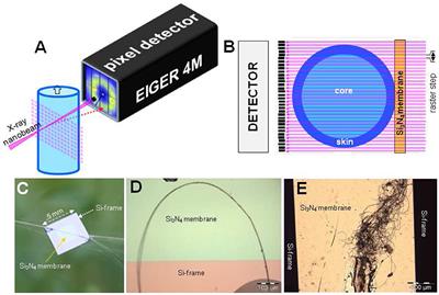 Nanoscale X-Ray Diffraction of <mark class="highlighted">Silk Fibers</mark>